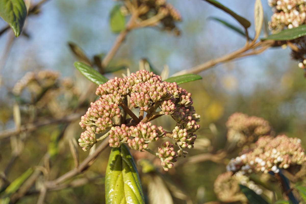 Duftblüte; Duftblume