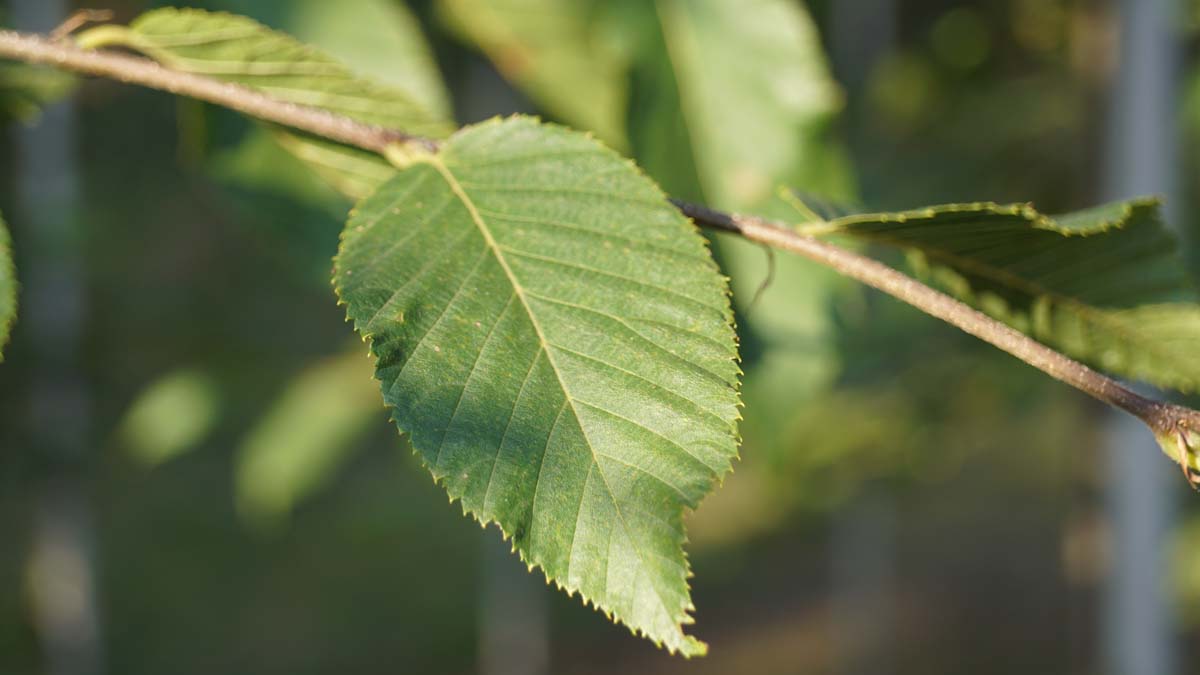 Bild Europäische Hopfenbuche, Gemeine Hopfenbuche  - Ostrya carpinifolia