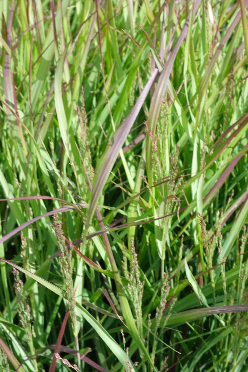 Rutenhirse ´Rehbraun´; Zierhirse; Garten-Ruten-Hirse