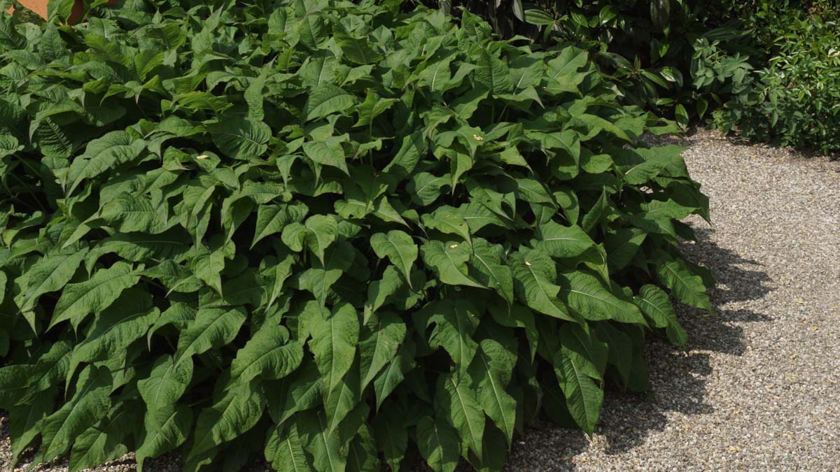 Garten-Kerzenknöterich