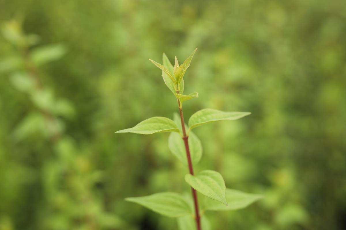 Pfeifenstrauch ´Lemoinei´; Bauernjasmin