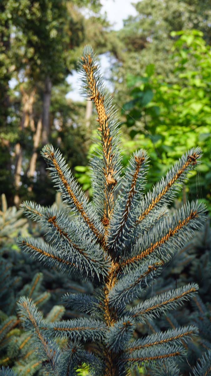 Bild Stech-Fichte (SUPER BLUE SEEDLING), Blau-Fichte  - Picea pungens 'Baby Blue'