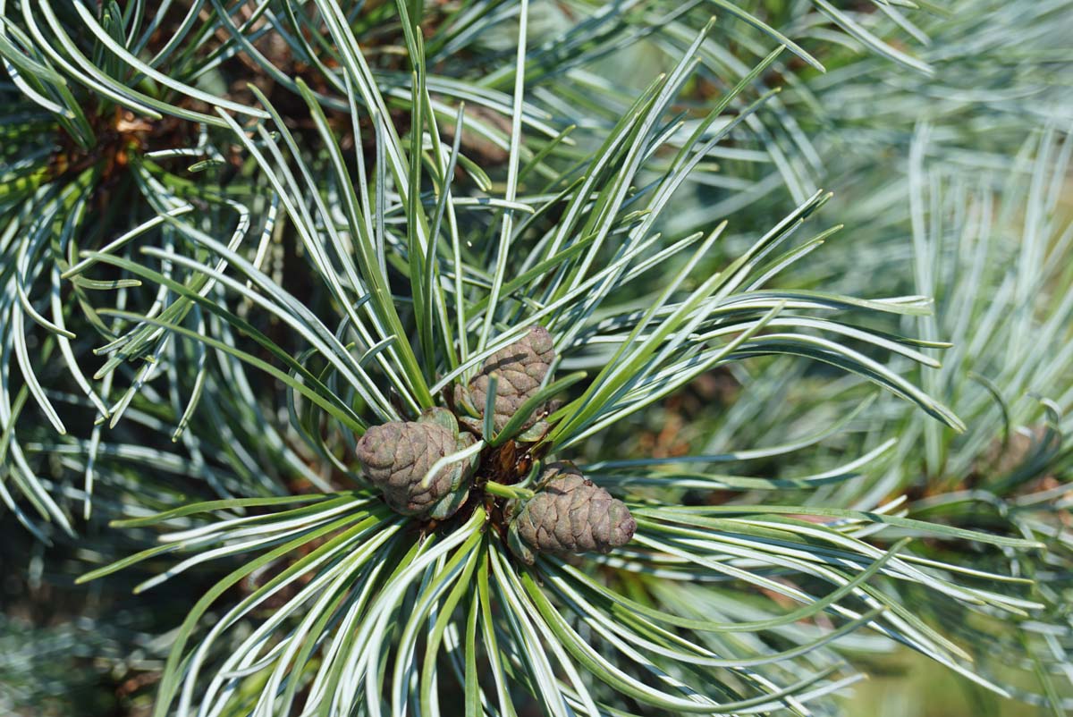 Bild Mädchen-Kiefer ´Blauer Engel´, Japanische fünfnadlige Kiefer  - Pinus parviflora 'Blauer Engel'
