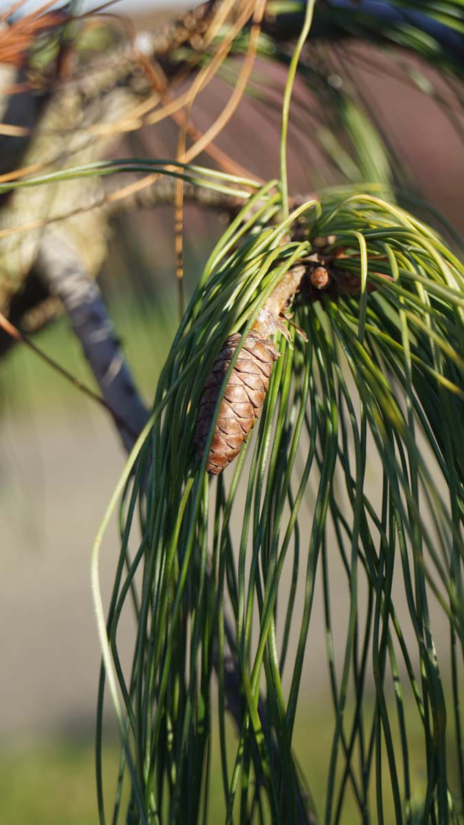 Weymouths-Kiefer ´Pendula´; Seidenkiefer; Strobe