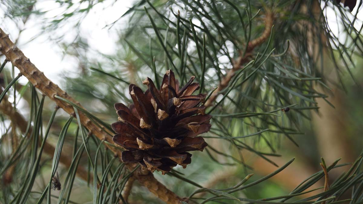 Waldkiefer; Gemeine Kiefer; Gewöhnliche Kiefer; Wald-Föhre; Forche; Rotföhre; Weisskiefer