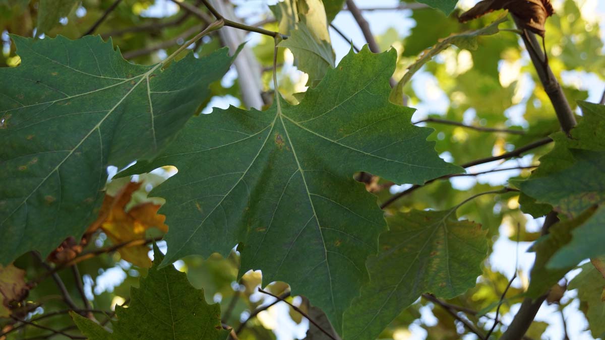 Bild Ahornblättrige Platane ´Huissen´  - Platanus hispanica 'Huissen'