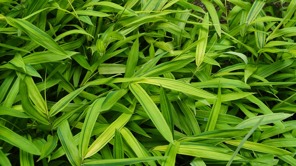 Gestreifter Zwergbambus