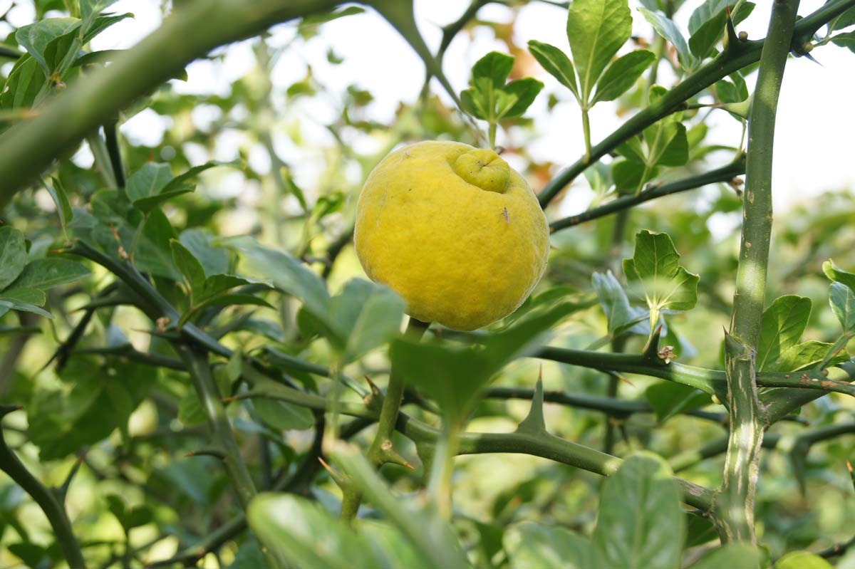 Bild Dreiblättrige Orange, Bitterorange  - Citrus trifoliata