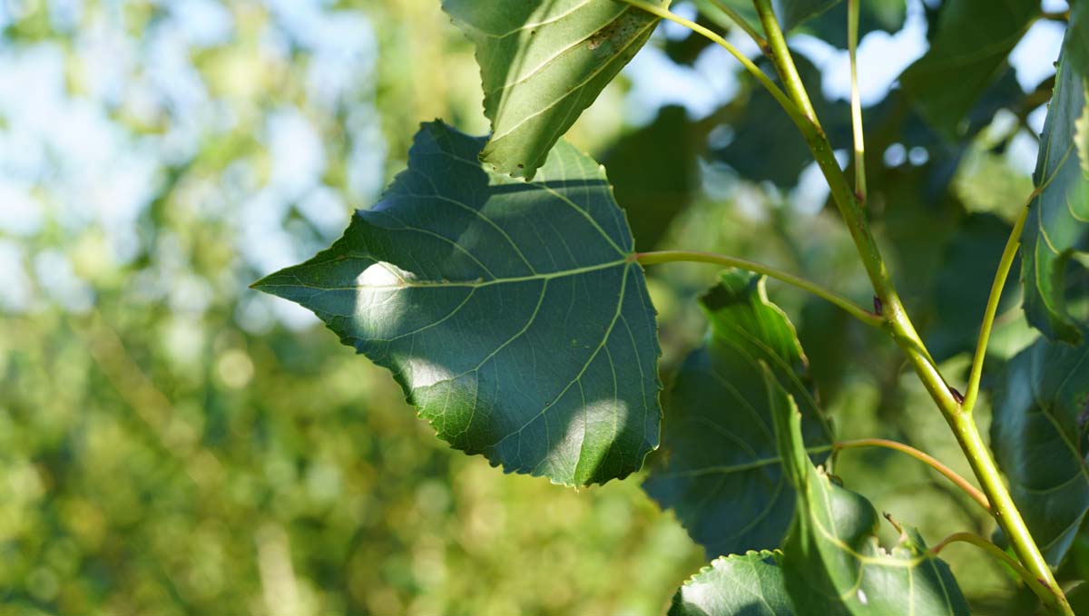 Bild Schwarz-Pappel ´Italica´, Saarbaum, Säulen-Pappel, Italienische Pyramiden-Pappel  - Populus nigra 'Italica'
