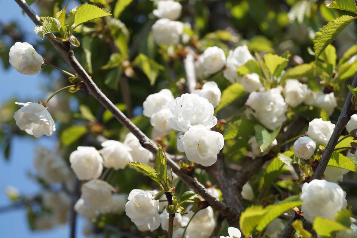 Bild Gefüllte Vogel-Kirsche ´Plena´, Süsskirsche, Knorpelkirsche, Herzkirsche  - Prunus avium 'Plena'