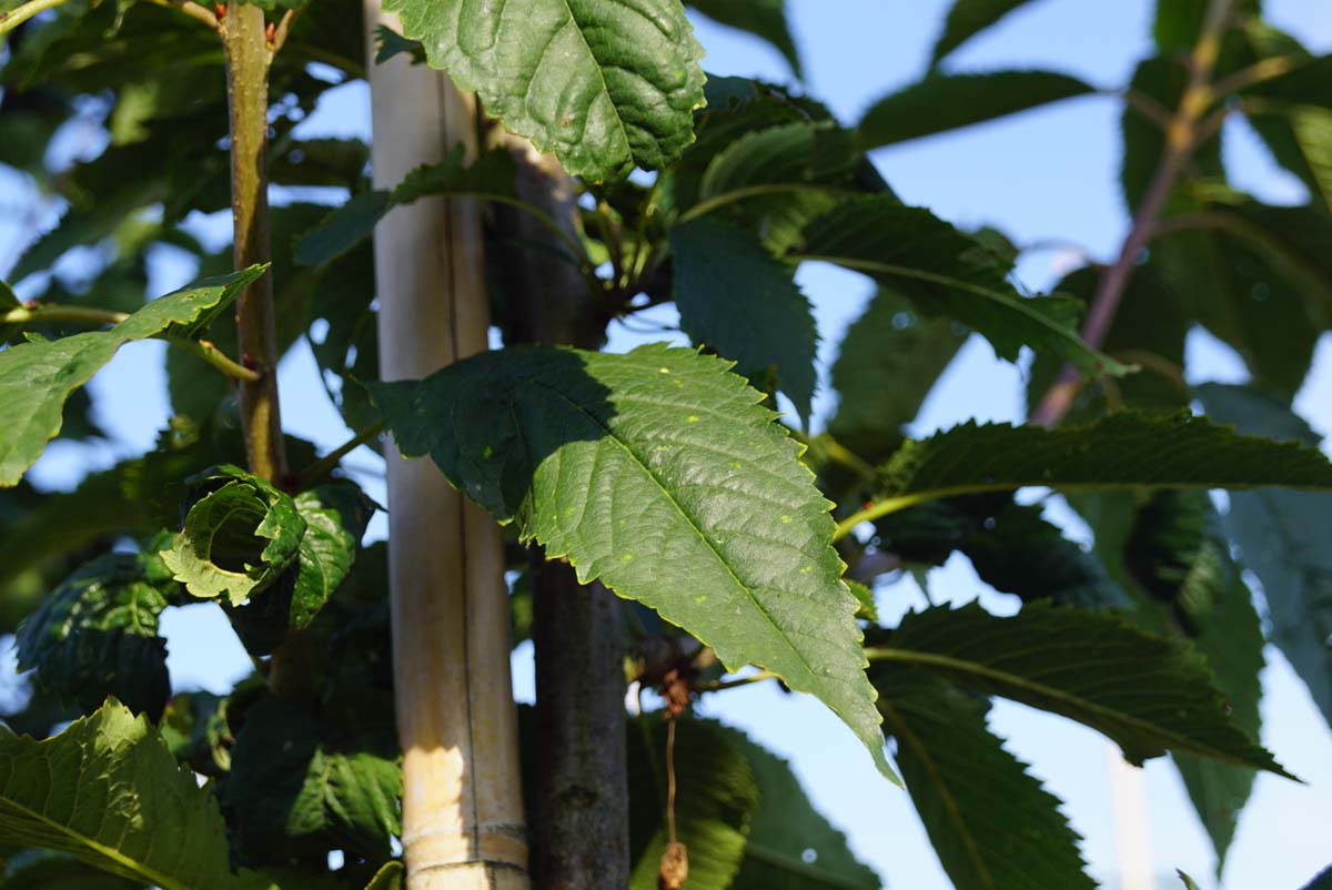 Vogelkirsche 'Landscape Bloom', Süsskirsche, Knorpelkirsche, Herzkirsche