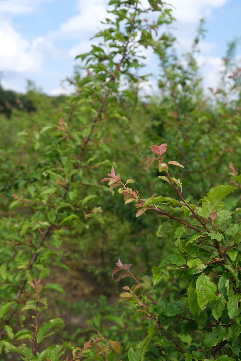 Kirschpflaume; Wildpflaume; Blutpflaume; Myrobalane