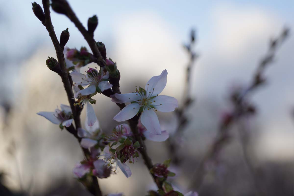 Bild Geschlitzte Kirsche ´February Pink´, Fuji-Kirsche  - Prunus incisa 'February Pink'