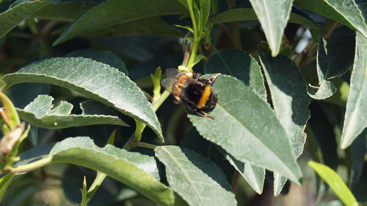 Portugiesische Lorbeerkirsche ´Brenelia´, Portugiesischer Kirschlorbeer