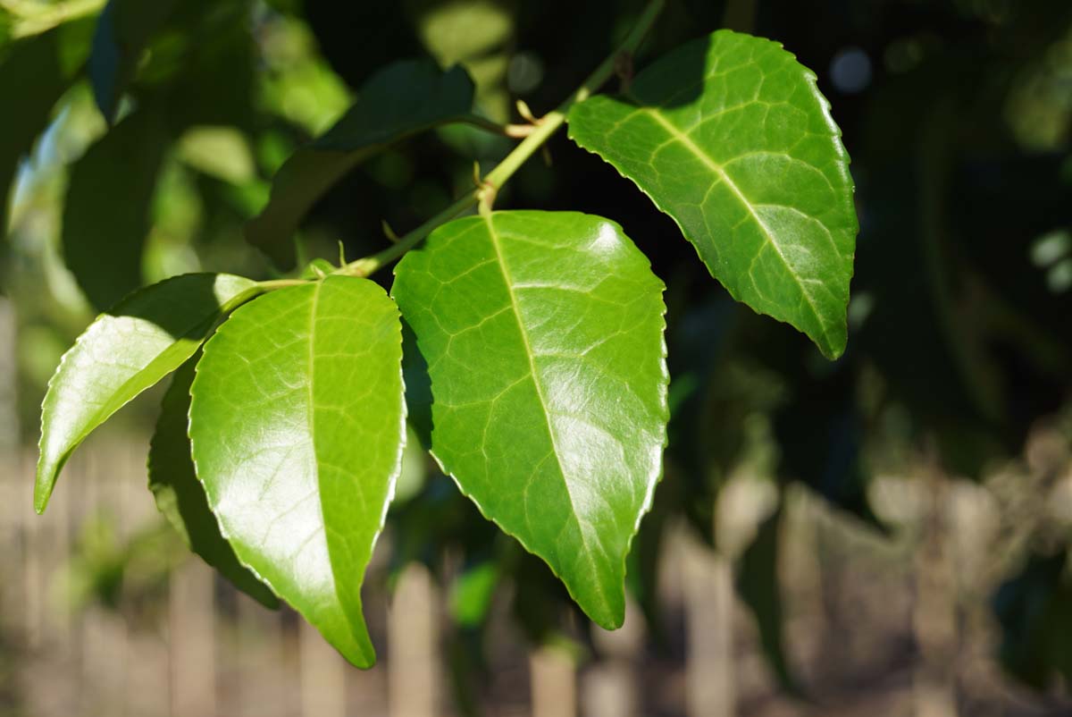 Bild Portugiesische Lorbeerkirsche (TICO), Portugiesischer Kirschlorbeer  - Prunus lusitanica 'Ybrazo01'