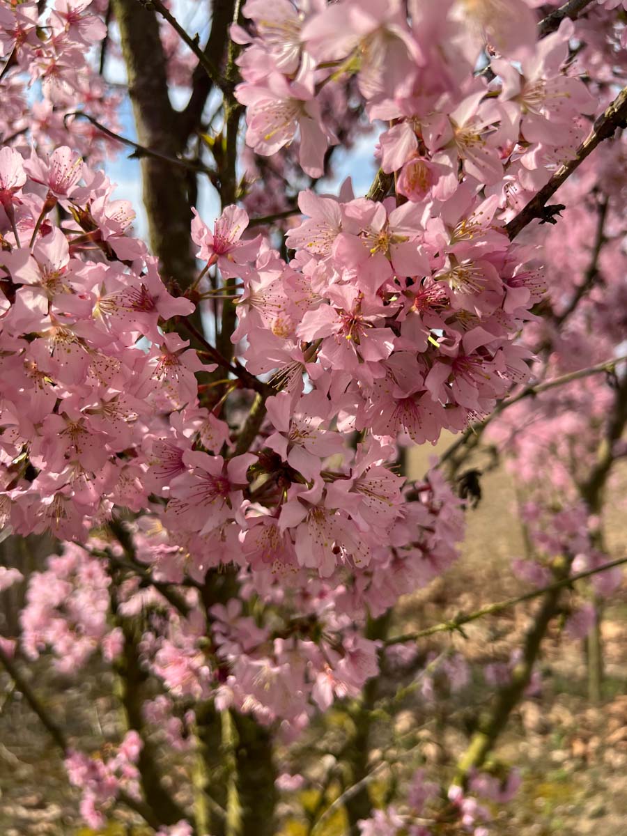 Kurilen-Kirsche ´Ruby´; Zwergkirsche