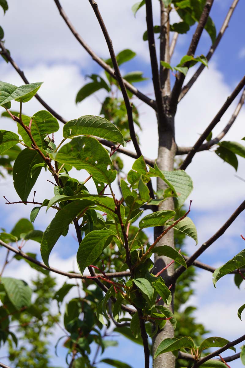Bild Gewöhnliche Traubenkirsche ´Albertii´, Gemeine traubenkirsche, Sumpfkirsche, Ahlkirsche, Elsenkirsche  - Prunus padus 'Albertii'
