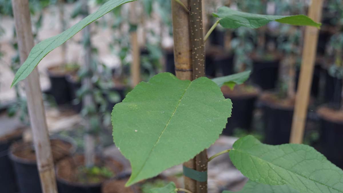 Gewöhnliche Traubenkirsche ´Tiefurt´, Gemeine traubenkirsche, Sumpfkirsche, Ahlkirsche, Elsenkirsche