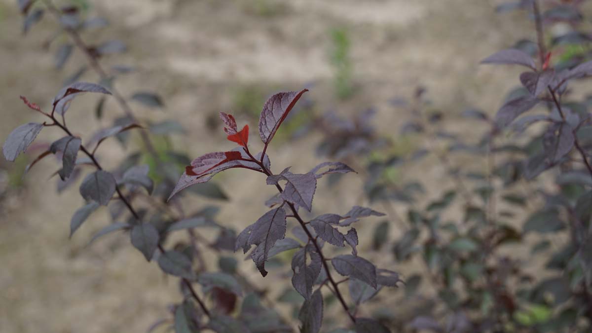 Schlehdorn 'Purpurea'; Schlehendorn; Gemeine Schlehe; Sauerpflaume; Heckendorn; Schwarzdorn; Deutsche Akazie