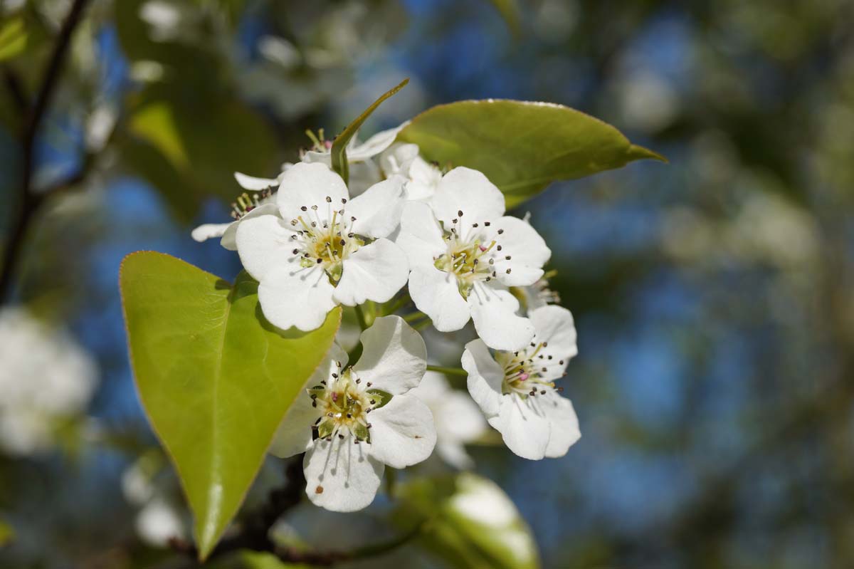 Bild Chinesische Wildbirne ´Capital´  - Pyrus calleryana 'Capital'