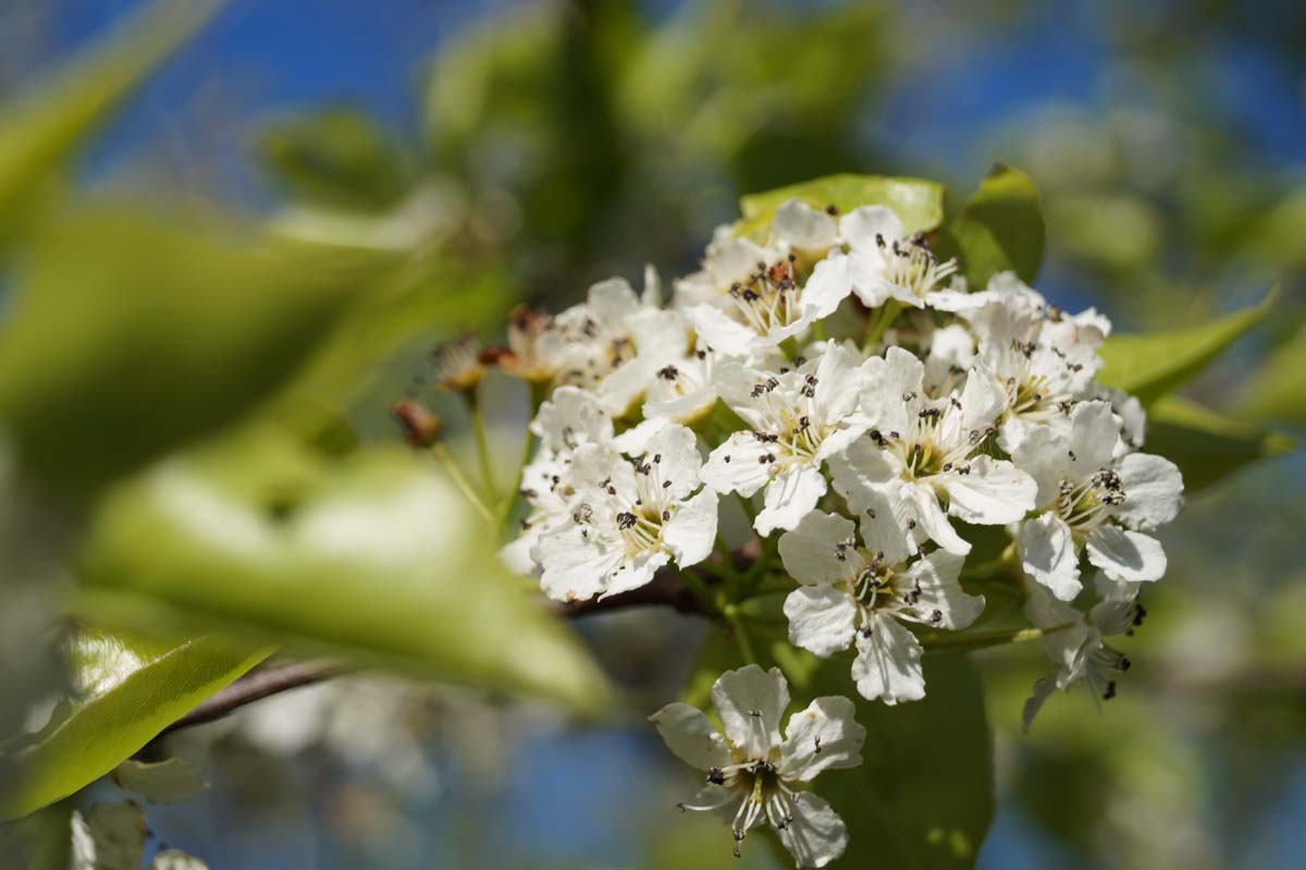 Chinesische Wildbirne 'Redspire'