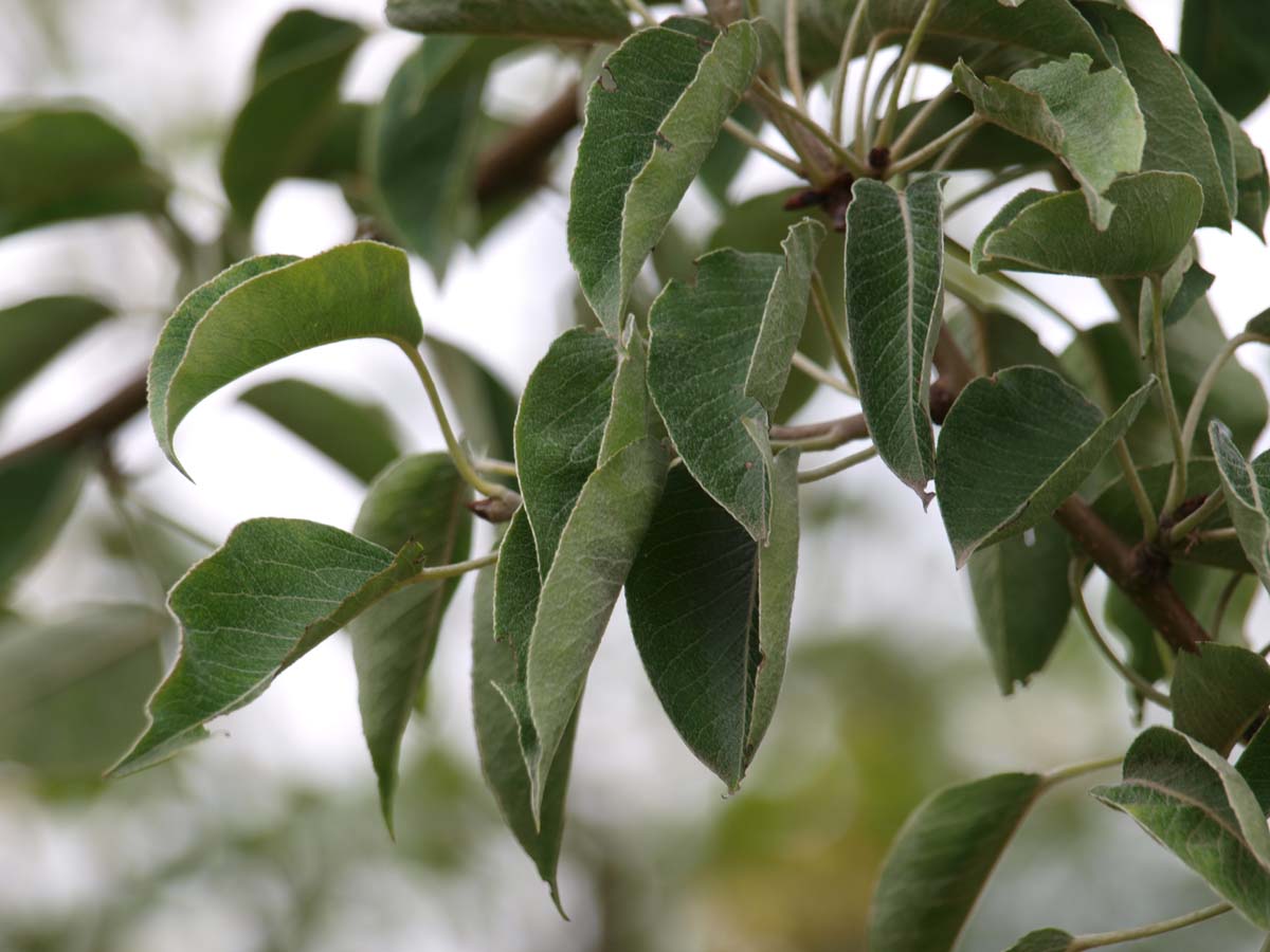 Bild Kultur-Birne ´Gieser Wildeman´, Birnbaum  - Pyrus communis 'Gieser Wildeman'