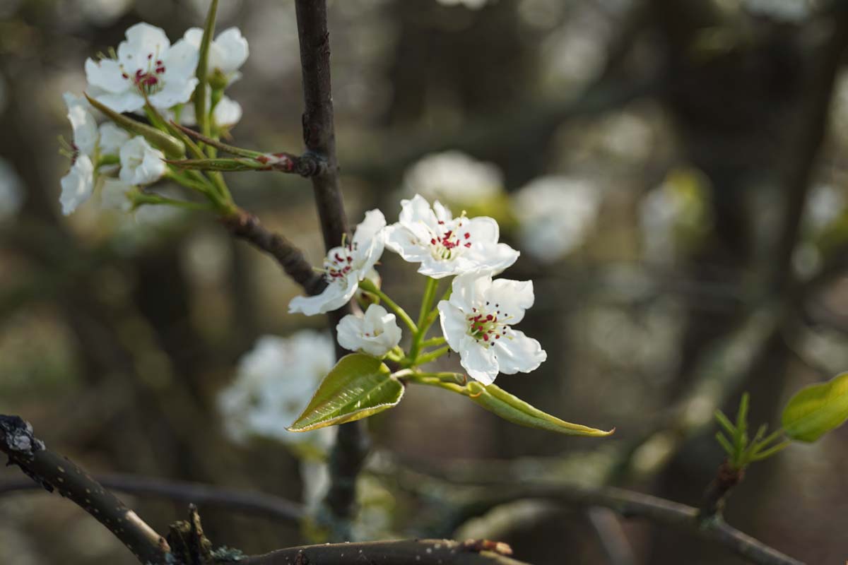 Nashi-Birne; Asienbirne; Asiatische Apfelbirne; Chinesische Birne; Japanische Birne; Koreanische Birne; Kumoi; Bapfel; Birpfel