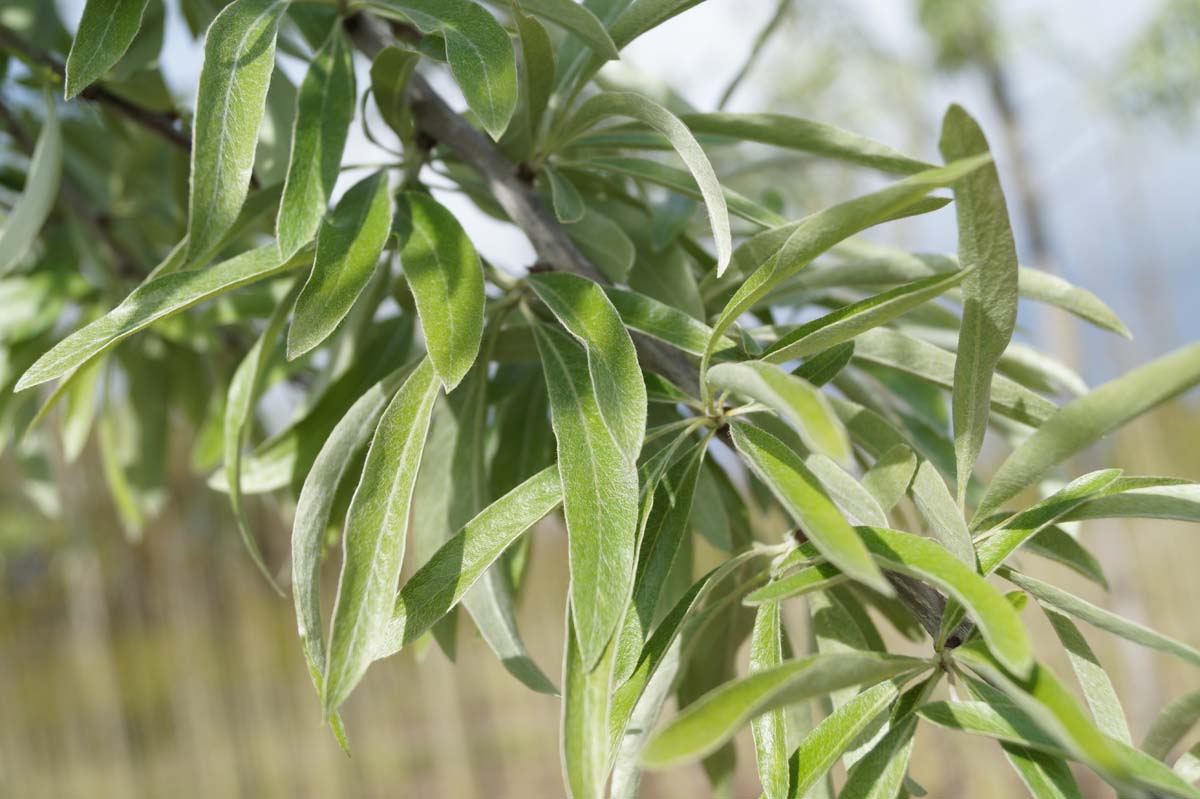 Hängende Silber-Birne 'Pendula', Weidenblättrige Birne