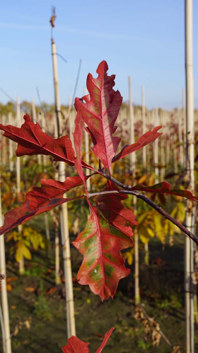 Bild Eiche ´Mauri´  - Quercus 'Mauri'