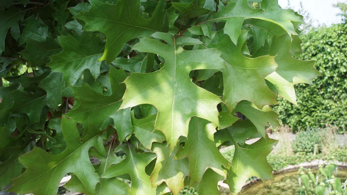 Kugel-Sumpf-Eiche 'Green Dwarf', Sumpf-Eiche, Spree-Eiche, Boulevard-Eiche, Nagel-Eiche