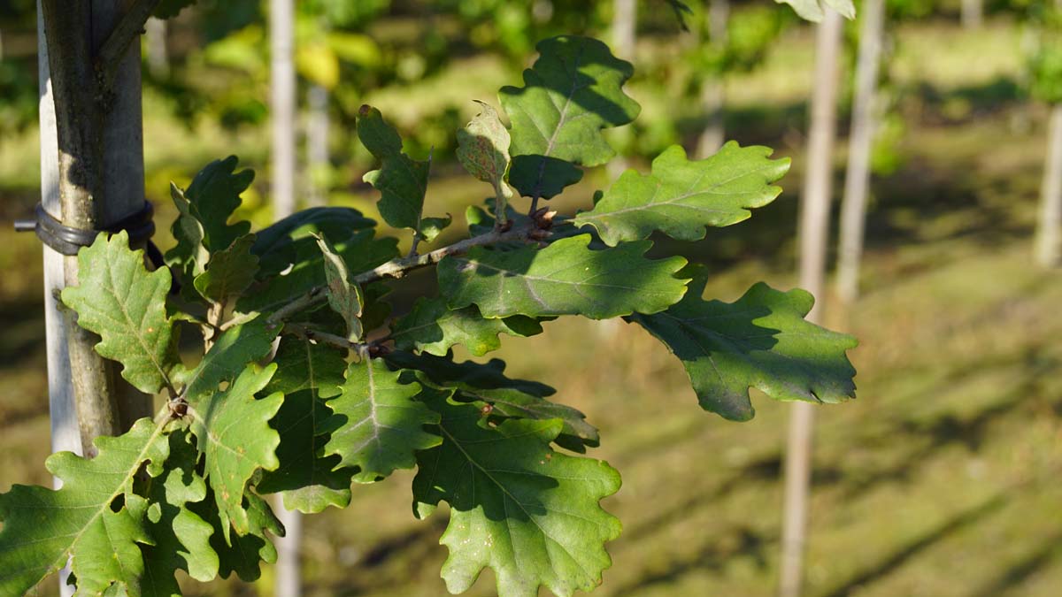 Flaum-Eiche