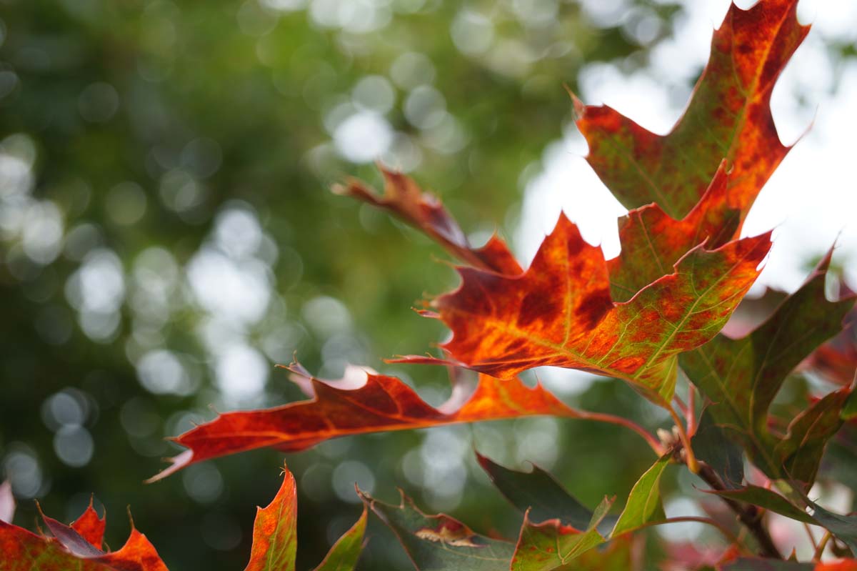 Bild Roteiche, Amerikanische Rot-Eiche, Amerikanische Spitzeiche  - Quercus rubra