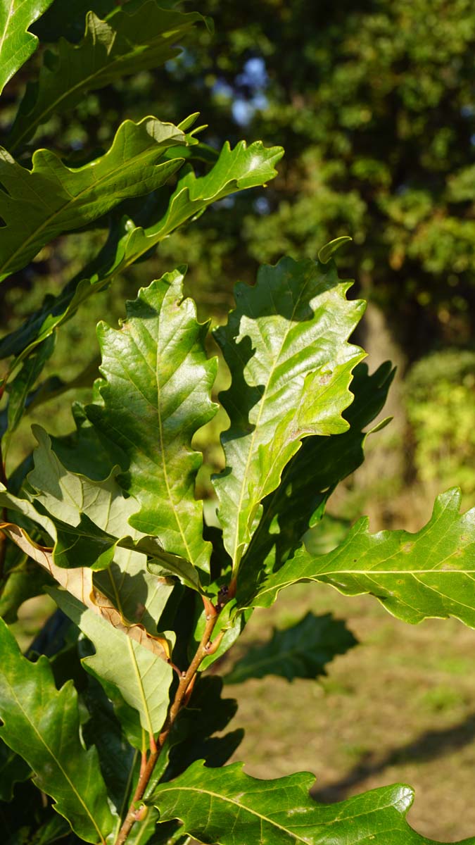 Bild Säuleneiche (KINDRED SPIRIT)  - Quercus warei 'Nadler'