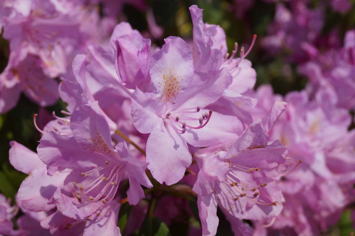 Azalee ´English Rosaum´; Rhododendren; Almrausch