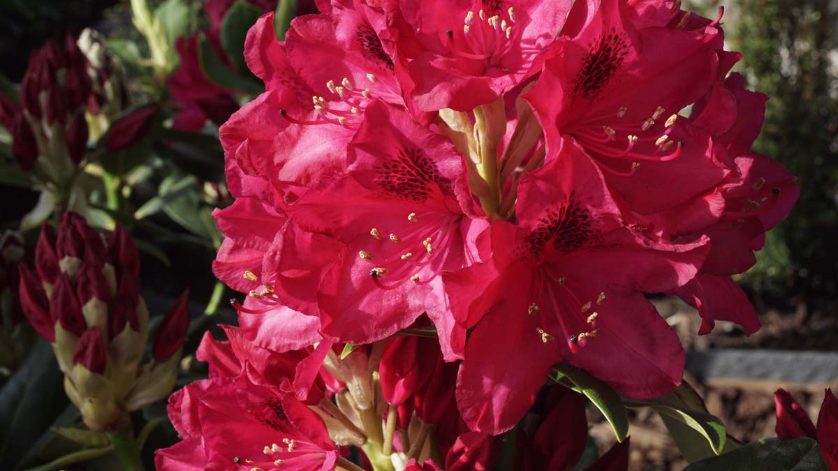 Azalee ´Nova Zembla´; Rhododendren; Almrausch