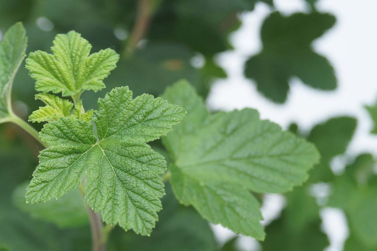 Blut-Johannisbeere ´King Edward VII´; Zier-Johannisbeere