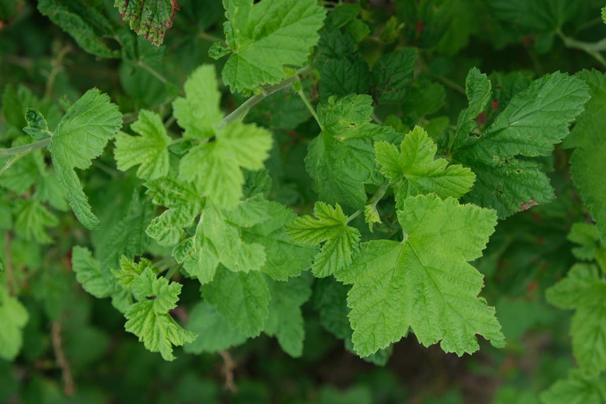 Bild Blut-Johannisbeere, Zier-Johannisbeere  - Ribes sanguineum