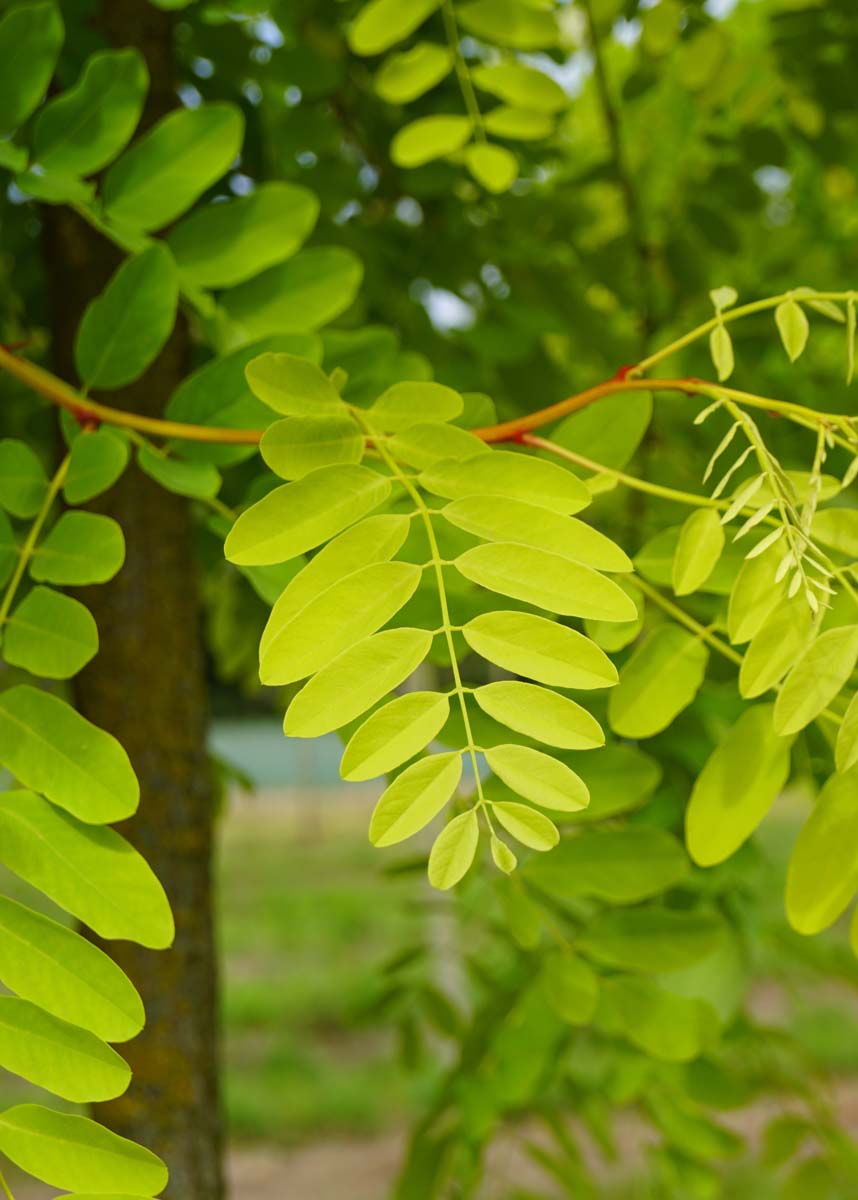 Gold-Akazie 'Frisia', Falsche Akazie, Scheinakazie, Gemeine Robinie, Weisse Robinie, Gemeiner Schotendorn, Silberregen, Gewöhnliche Robinie