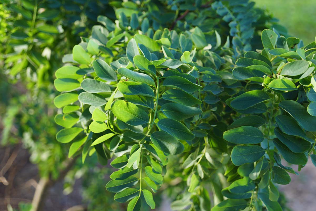 Korkenzieher-Akazie 'Tortuosa', Falsche Akazie, Scheinakazie, Gemeine Robinie, Weisse Robinie, Gemeiner Schotendorn, Silberregen, Gewöhnliche Robinie