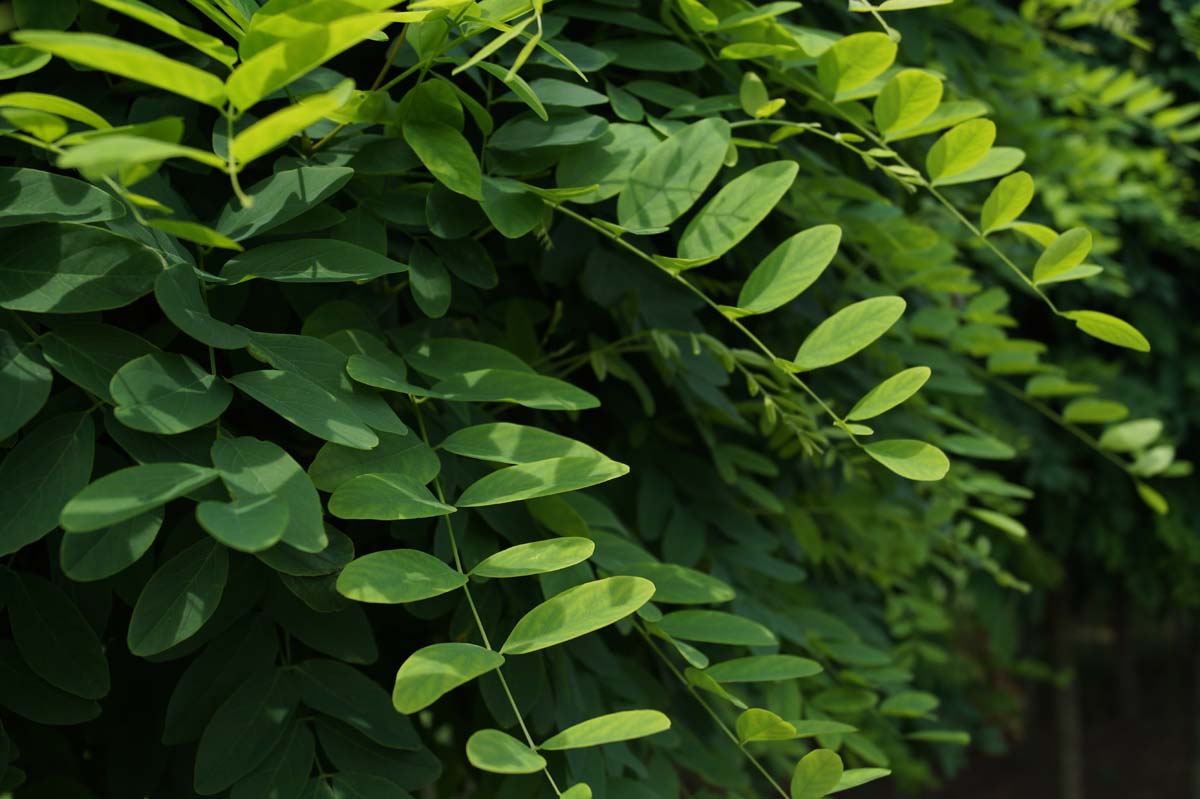 Kugel-Akazie ´Umbraculifera´, Falsche Akazie, Scheinakazie, Gemeine Robinie, Weisse Robinie, Gemeiner Schotendorn, Silberregen, Gewöhnliche Robinie