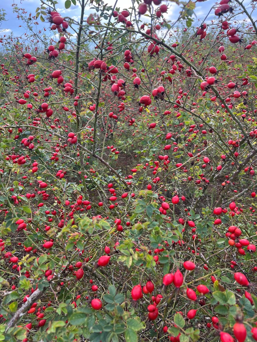 Rosa canina (o) 100-125 cm