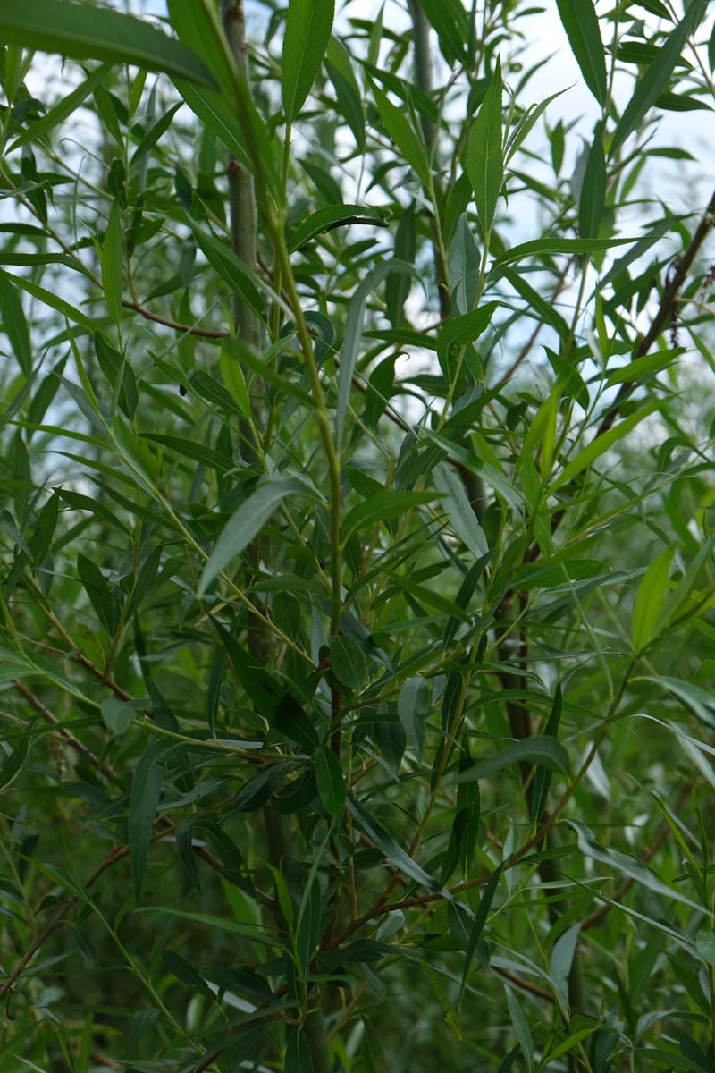 Silber-Weide 'Chermesina'