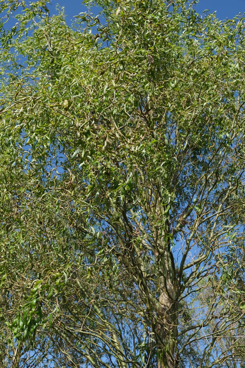 Zickzack-Weide ´Tortuosa´; Trauer-Weide; Tr