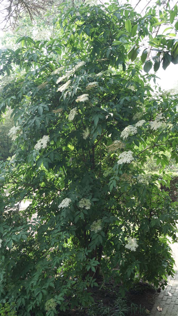 Schwarzer Holunder, Holler, Flieder-Beere