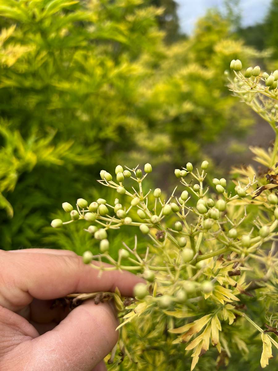 Schwarzer Holunder ´GOLDEN TOWER´; Holler; Flieder-Beere