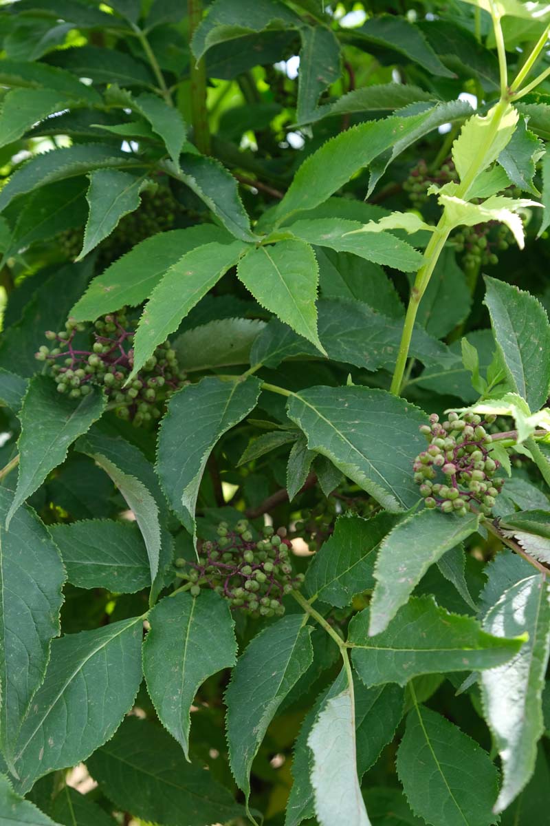 Bild Trauben-Holunder, Hirsch-Holunder, Rote Holunder, Berg-Holunder  - Sambucus racemosa