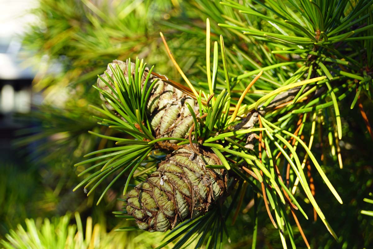 Japanische Schirm-Tanne