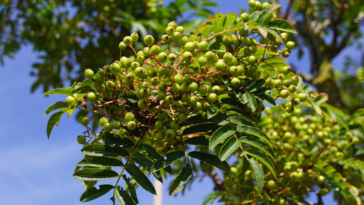 Eberesche ´Joseph Rock´, Mehlbeere, Vogelbeere