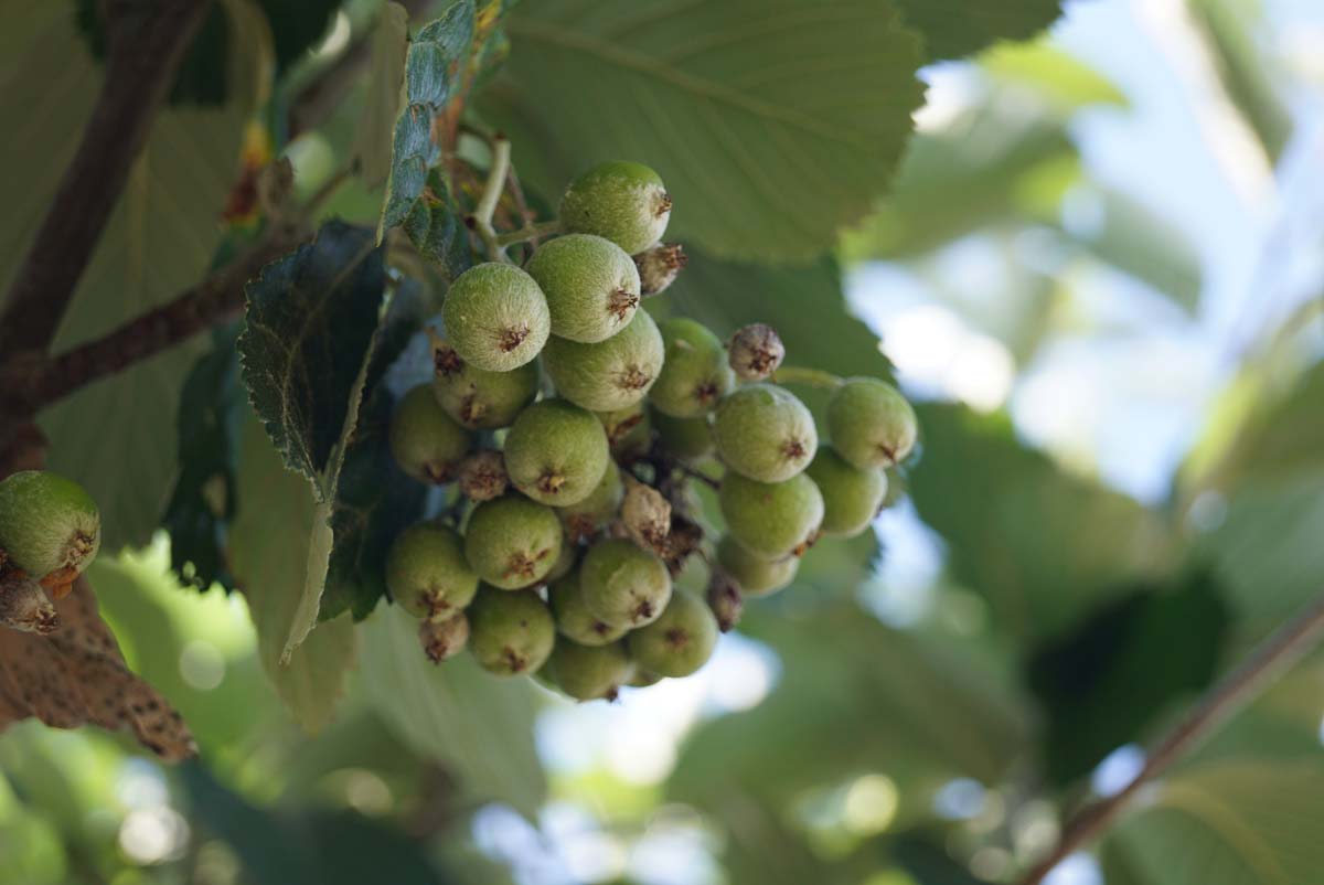 Echte Mehlbeere 'Gigantea', Gewöhnliche Mehlbeere