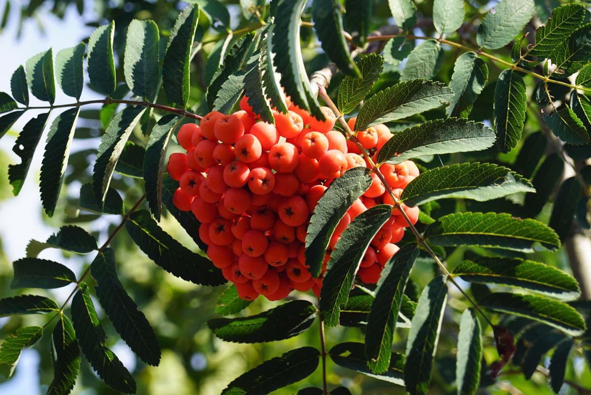 Vogelbeerbaum 'Sheerwater Seedling', Vogelbeere, Gewöhnliche Eberesche, Drosselbeere, Quitsche, Krametsbeere